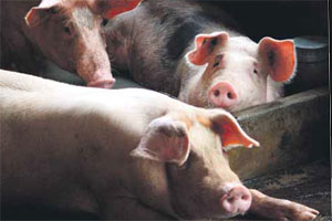 Finishing pigs relaxing around the water basin at Ngo farm.