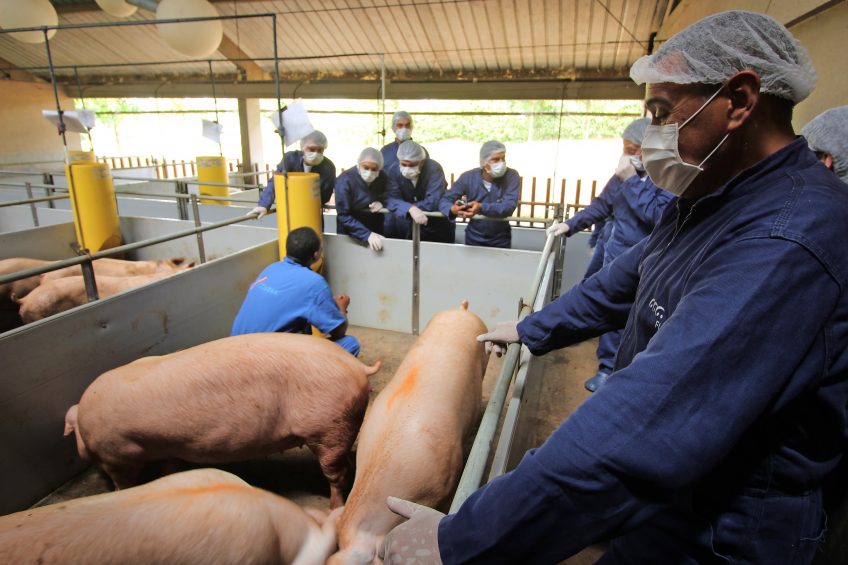It is training time   in the gilt facility, expert visitors from Colombia s swine industry are listening to Ángelo Morales, director of operations and teacher at HoCoTec. Photo: Vincent ter Beek