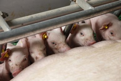 It is important to feed highly productive sows not only to produce milk, but also to farrow. - Photo: Hans Prinsen