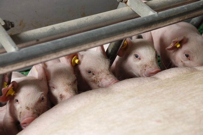 It is important to feed highly productive sows not only to produce milk, but also to farrow. - Photo: Hans Prinsen