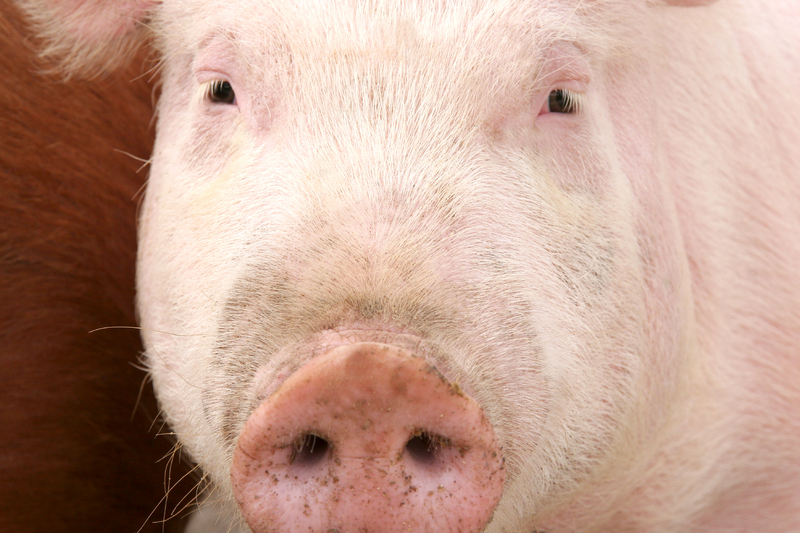 Better pig performance by improving management
