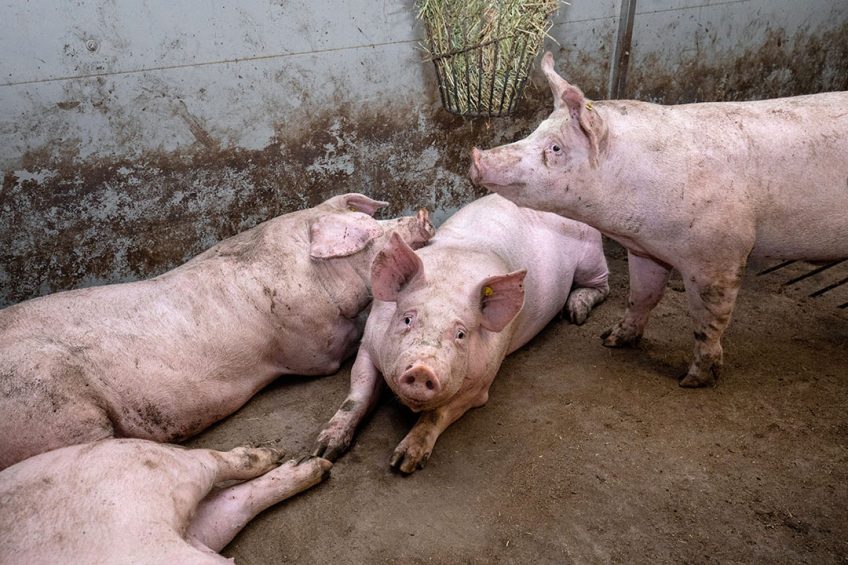 What is the long-term effect of DON on finisher pigs? - Photo: Herbert Wiggerman