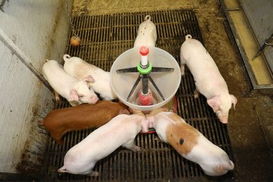 The newly weaned piglets have a feeder in the pen to offer the animals dry food in addition to liquid feed. Photo: Henk Riswick