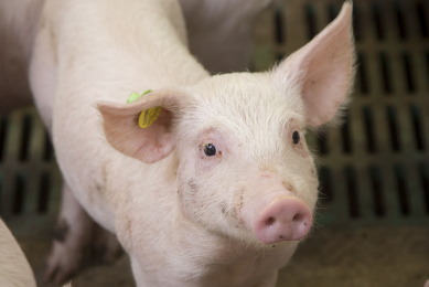 Disease resistance as well as meat quality could be enhanced using CRISPR-technology. <em>Photo: Koos Groenewold</em>