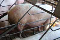 Tyson shareholders question use of gestation crates