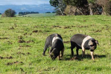 New Zealand's pig industry: Surviving through isolation. Photo: Ross Henry