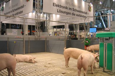 Do live pigs belong at global trade shows?  Photo: Vincent ter Beek