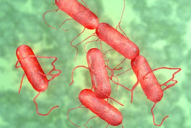 Emerging Salmonella serotype found in US pigs. Photo: MichaleTaylor3d