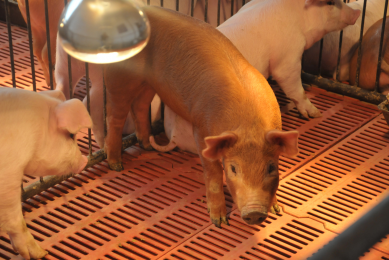 Effects of functional yeast in piglet diets