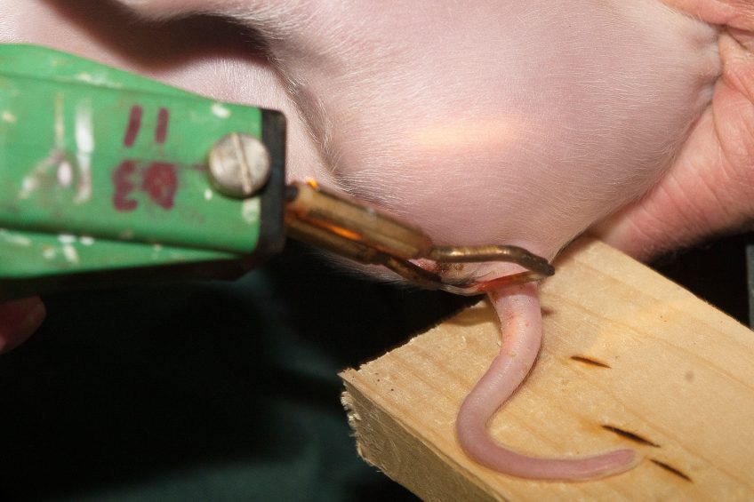 Tail docking using cauterisation. Photo: Ronald Hissink