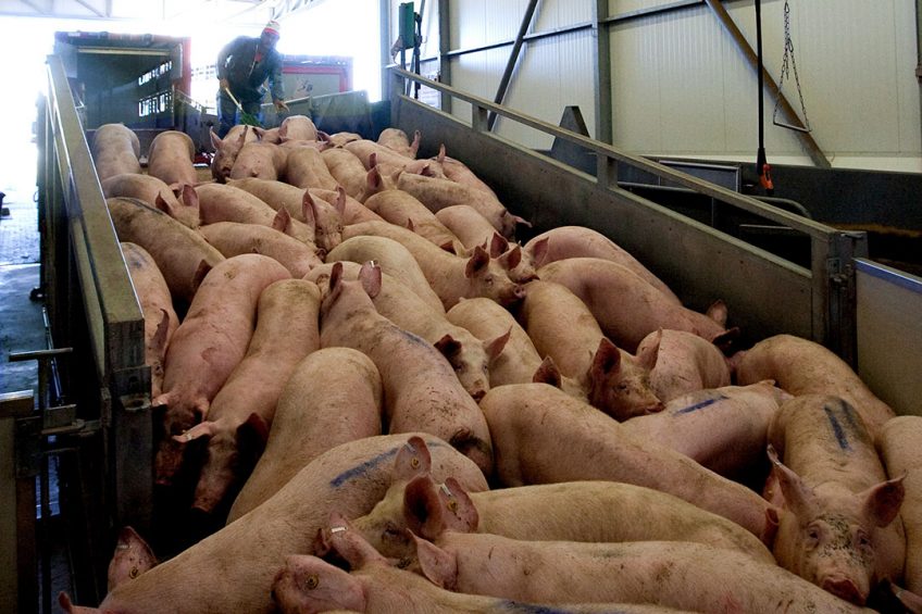 Covid-19: French and Dutch slaughterhouse staff test positive - Pig Progress