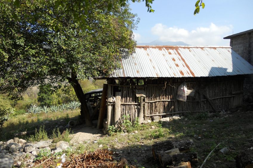 Pork and Mexico   a relationship of centuries