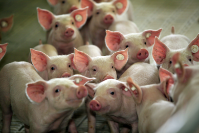 In various trials in commercial settings, it was observed that nursery pigs receiving diets containing coated butyric acid, performed better. The pigs in the picture were not included in these trials.