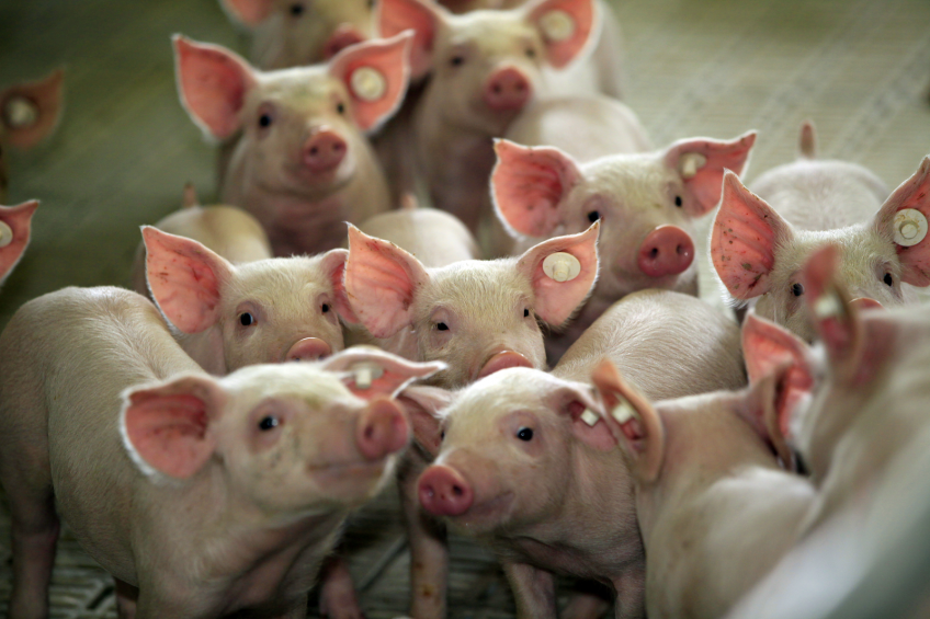 In various trials in commercial settings, it was observed that nursery pigs receiving diets containing coated butyric acid, performed better. The pigs in the picture were not included in these trials.