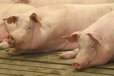 Breeding sows to produce offspring with less boar taint