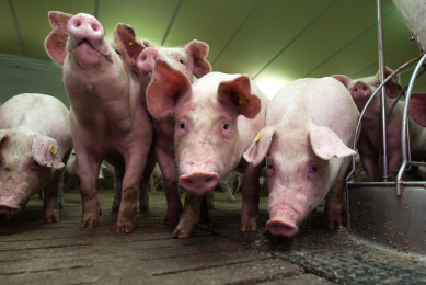 PCV2 vaccine reaches 2 billion pigs protected. Photo: Ronald Hissink