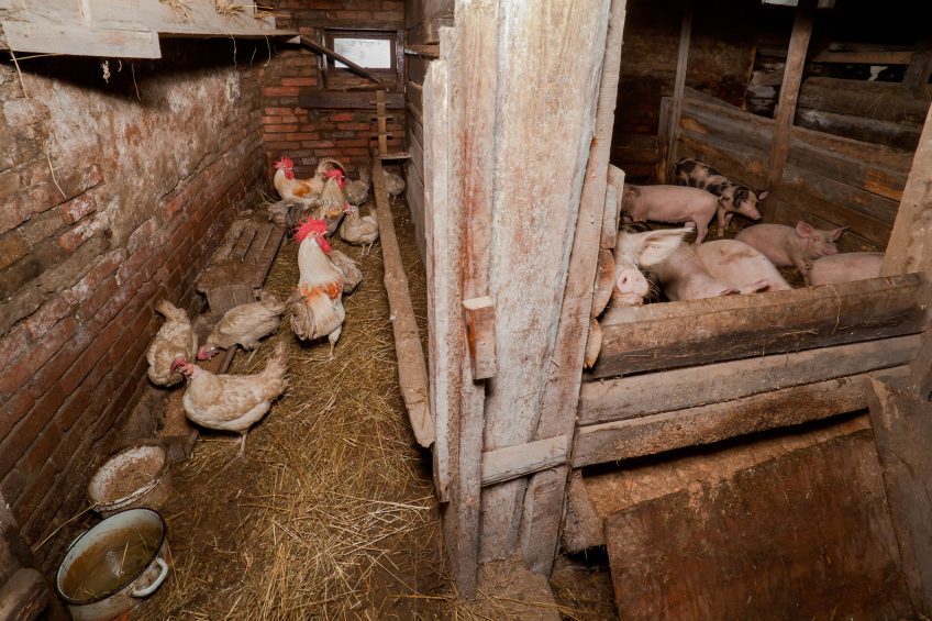 A backyard farm in Russia, keeping pigs and poultry in one shed. Photo: Verevkin