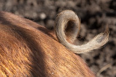 German curly pig tail project into next phase. Photo: Ronald Hissink