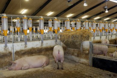 Denmark s pig production   modern, efficient, changing. Photo: Henk Riswick