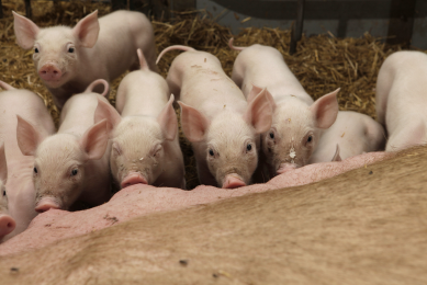 Colostrum: Key to prevent diarrhoea in suckling pigs. Photo: Hans Prinsen