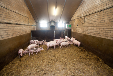 Pigs fed organic trace mineral proteinates score better than those fed with inorganic trace minerals when meat quality is compared. <em>Photo: Herbert Wiggerman</em>