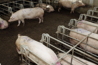 Gestating sows in a free access stall environment in the Netherlands ( (not related to this trial). [Photo: Henk Riswick]