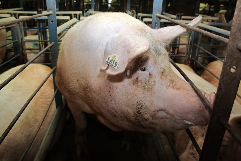 A healthy sow in a gestation crate on a farm in the United States. Photo: Vincent ter Beek