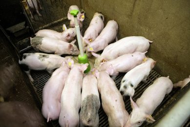 The increase in fat deposition in pigs fed at night can be explained through lower heat production.