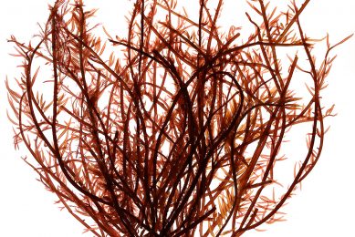 Red algae, Soliera Chordialis. Photo: Olmix