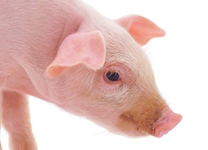 Adisseo conference: pig gut health and economy
