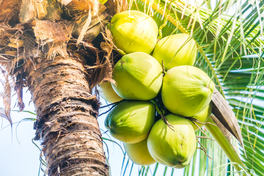 Coconut oil: A new option for controlling pig pathogens