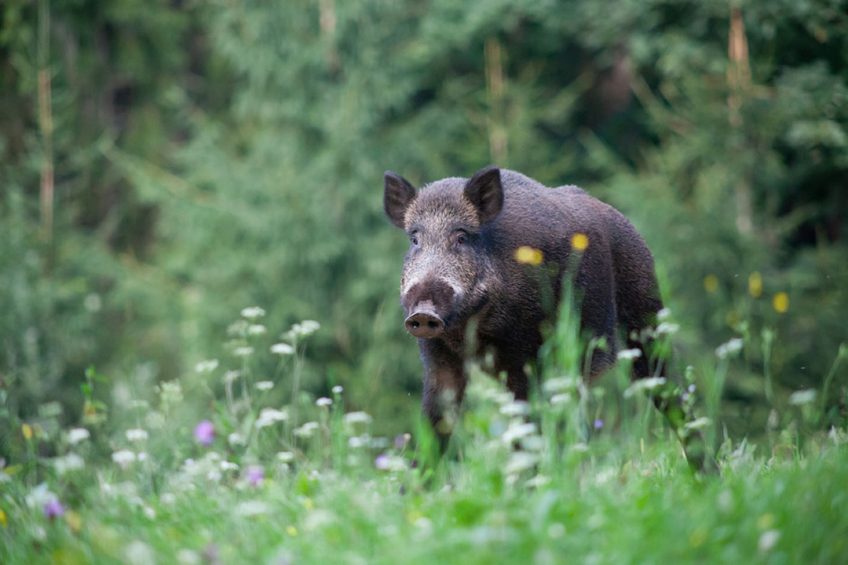 A healthy wild boar, spotted in a forest. - Photo: Shutterstock