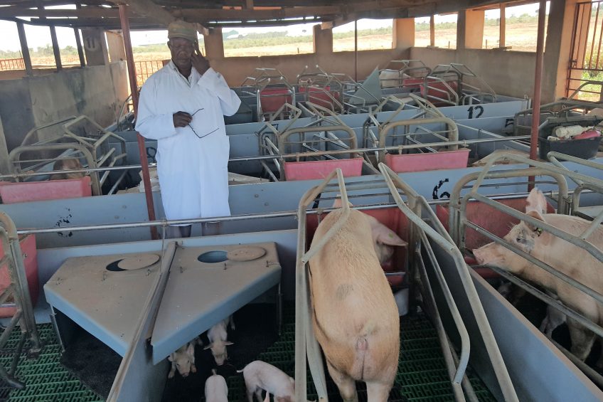 6 reasons why Uganda s pig business will grow Photo: Christopher Mulindwa