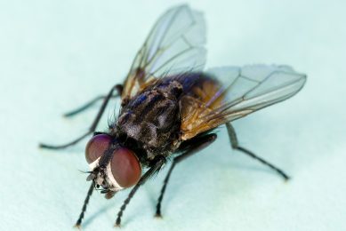 US study: Flies can spread PEDv. Photo: Wikipedia