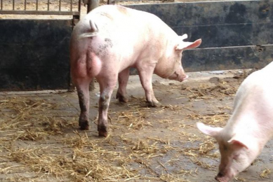 Reduced boar taint in lightweight and clean pigs