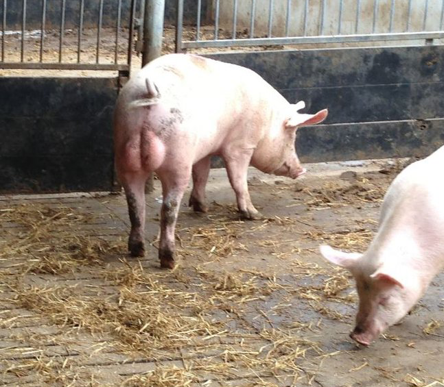 Reduced boar taint in lightweight and clean pigs