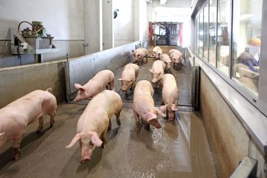 Finishing pigs are being released for slaughter at a slaughterhouse. - Photo: Atelier 68
