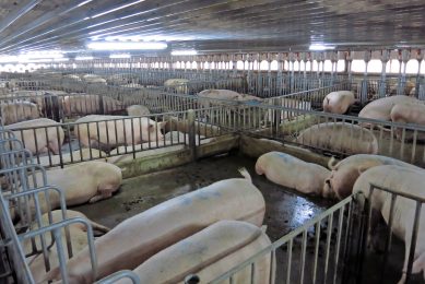 Group housing for sows in one of CPF s sow farms. Photo: Charoen Pokphand Foods