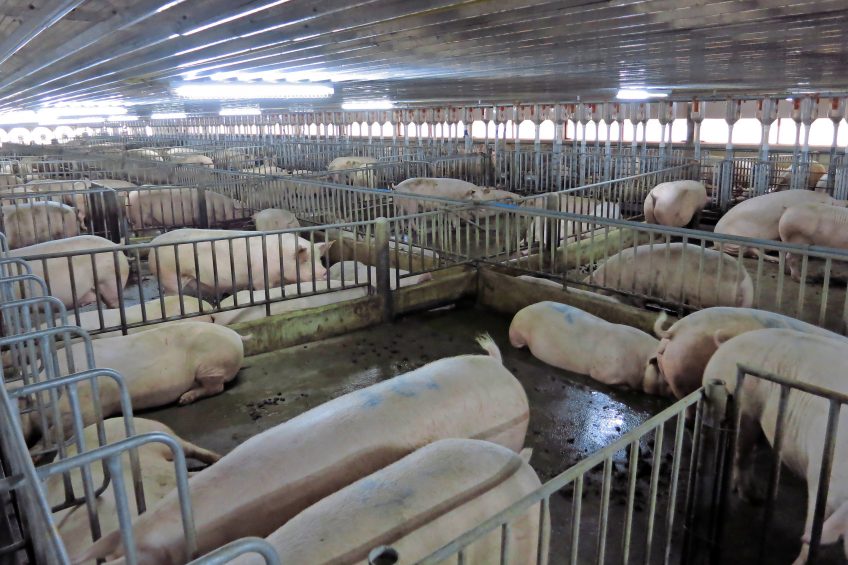 Group housing for sows in one of CPF s sow farms. Photo: Charoen Pokphand Foods