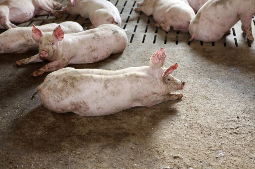 Ukrainian pork market sees slight increase. Photo: Henk Riswick