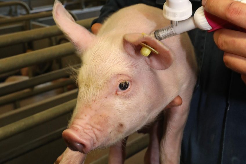 Lawsonia intracellularis causes major economic loss to the swine industry. Photo: Henk Riswick