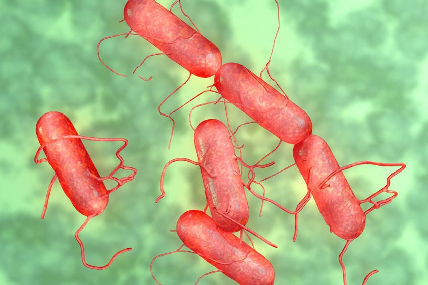 The prevalence of Salmonella in chick s fed BMD can be attributed to its activity against Gram-positive bacteria. Photo: Michael Taylor