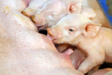 Stimulating the consumption of solid feed prior to weaning may improve piglet adaptation after weaning. Photo: Henk Riswick