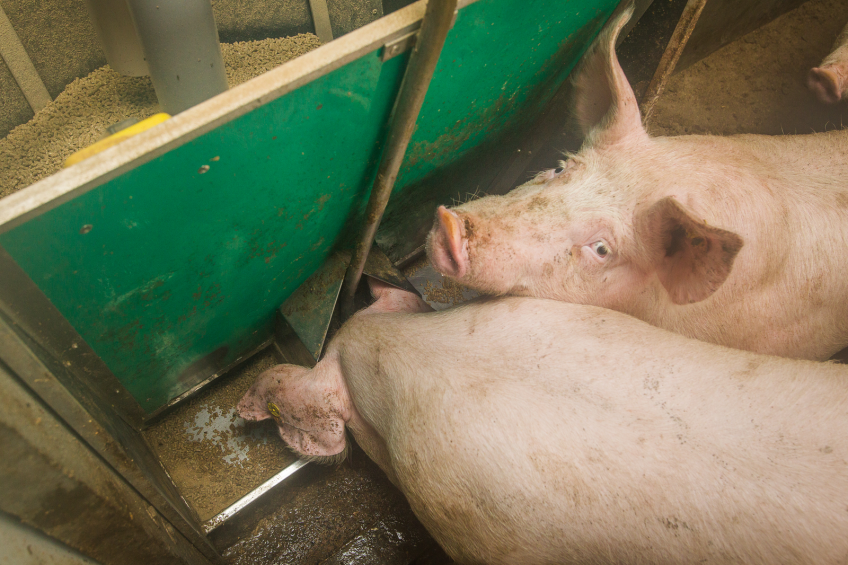Finishing pigs at a trough on a farm in Belgium (not related to the trials). <br />Photo Peter Roek