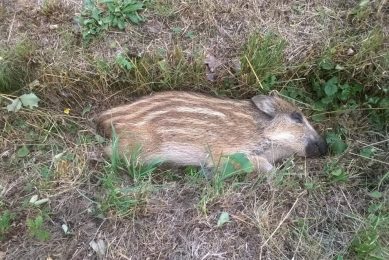 A dead wild boar that died of ASF, found in the Czech Republic. Photo: Petr Satran, Czech State Veterinary Administration