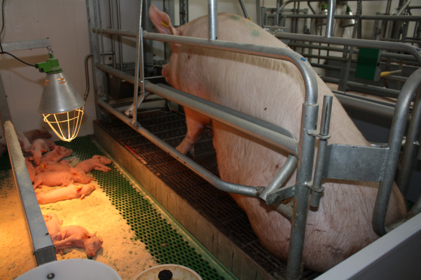 Netherlands: Sow breeders at absolute low in 2015