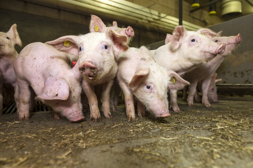 Supplementation of zinc at a pharmacological dose in the form of zinc oxide is practised in nursery pigs, helping to decrease the incidence of post-weaning scouring. Photo: Ronald Hissink