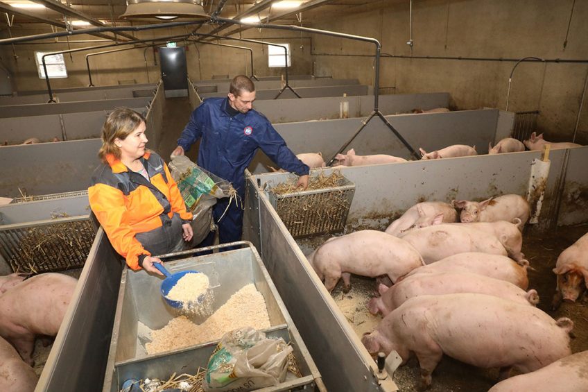 The pigs receive sawdust to make sure the pens stay dry. The straw is given as an extra safeguard against tail biting. Photo: Henk Riswick