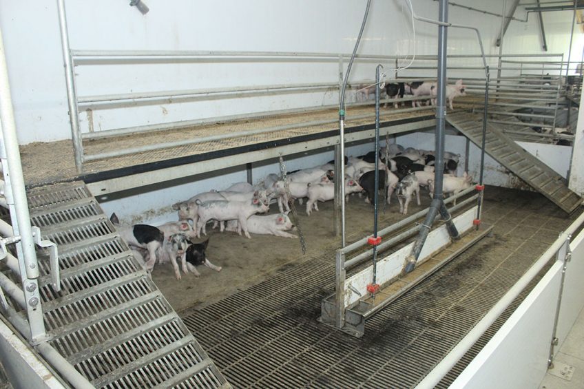 A pig farm with plateaus in the weaner house   not related to the research described in this article. A few climbing daredevils can be observed in the background. - Photo: Vincent ter Beek