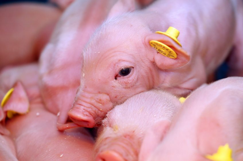 The head of a healthy, newborn piglet   not part of the research.
